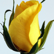 Upload Image